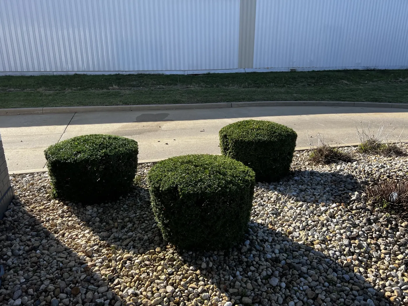 Pruned foundation shrubs in a commercial bed