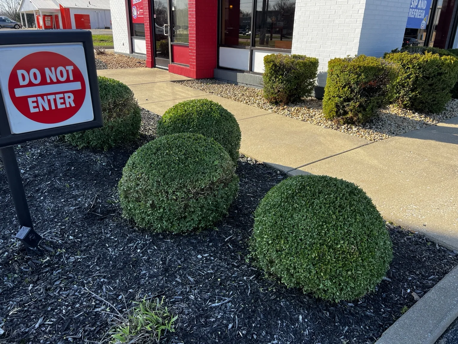 Neatly trimmed shrubs and dark mulch along a storefront