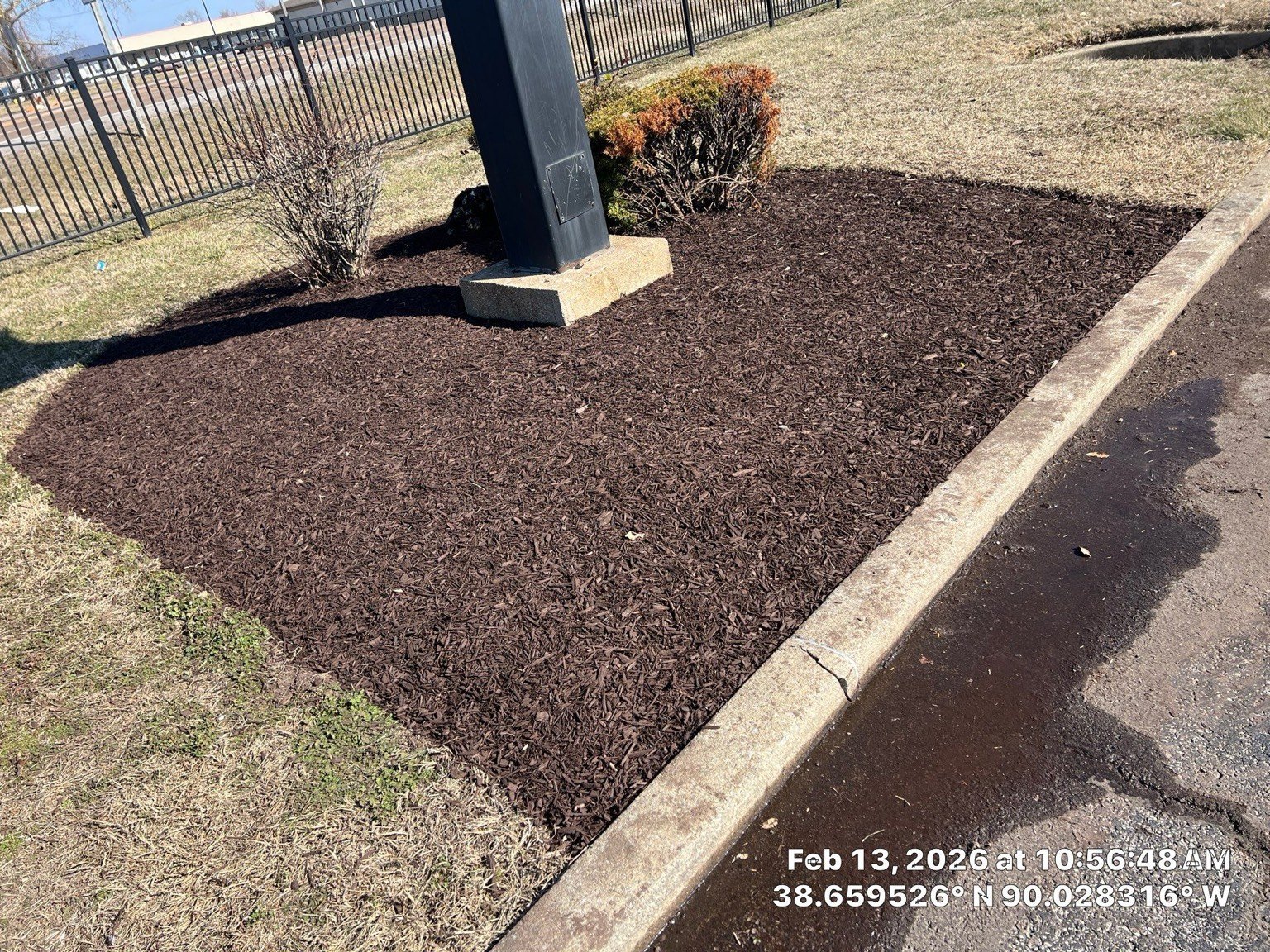 Clean mulch finish around established shrubs