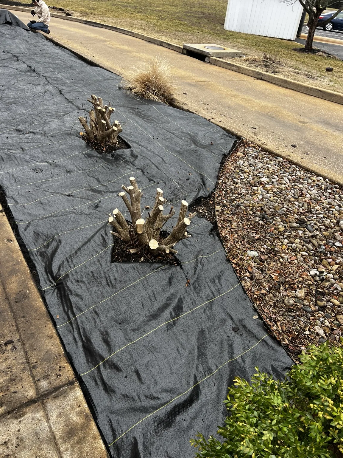 Ground cover and planting bed preparation