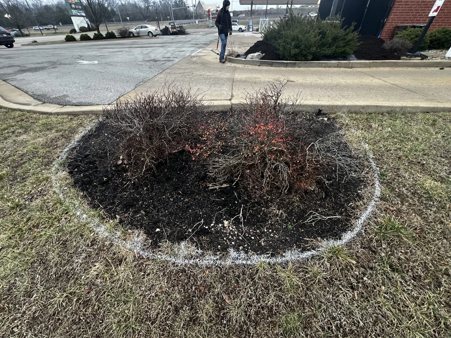 Shrub bed shaping and cleanup