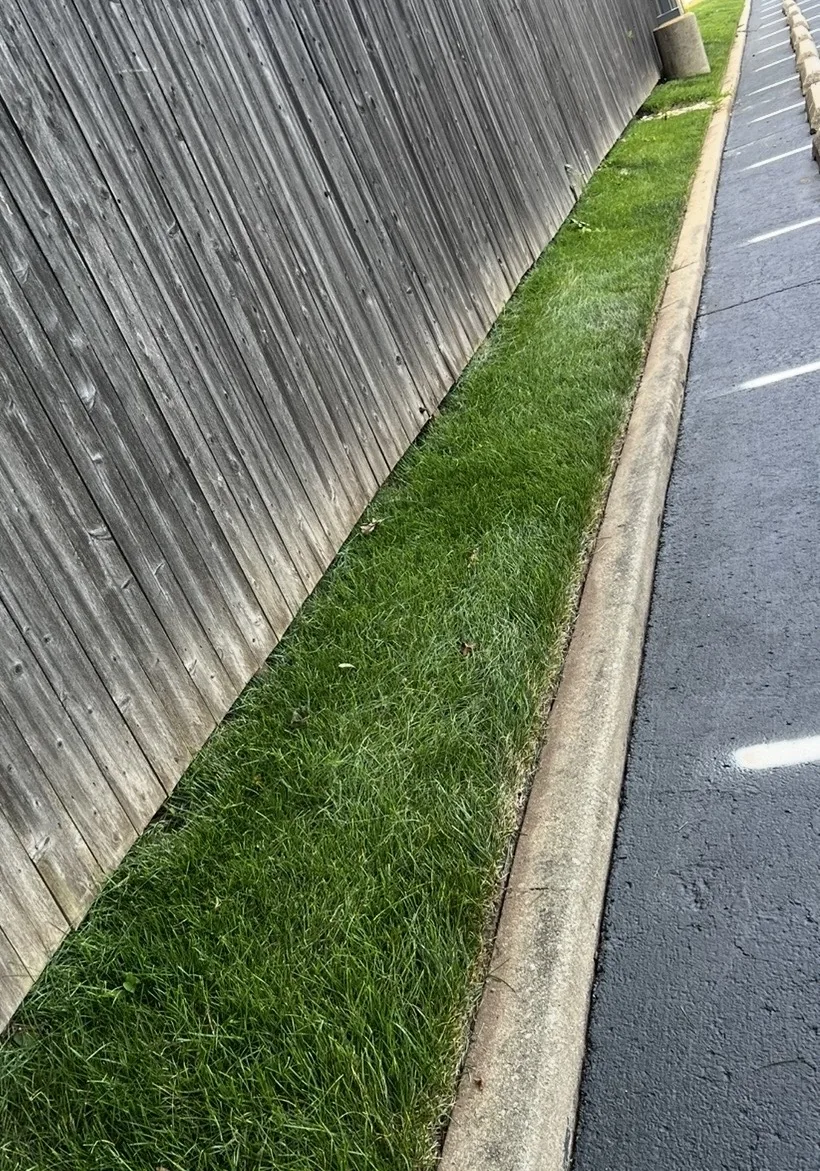 Finished tall fescue sod thriving along the wood fence and curb