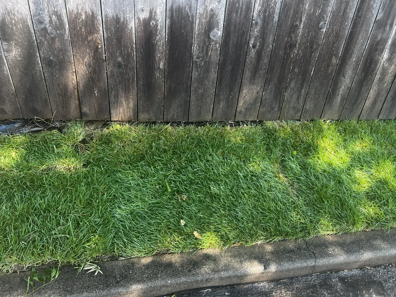Established tall fescue along the wood fence and curb