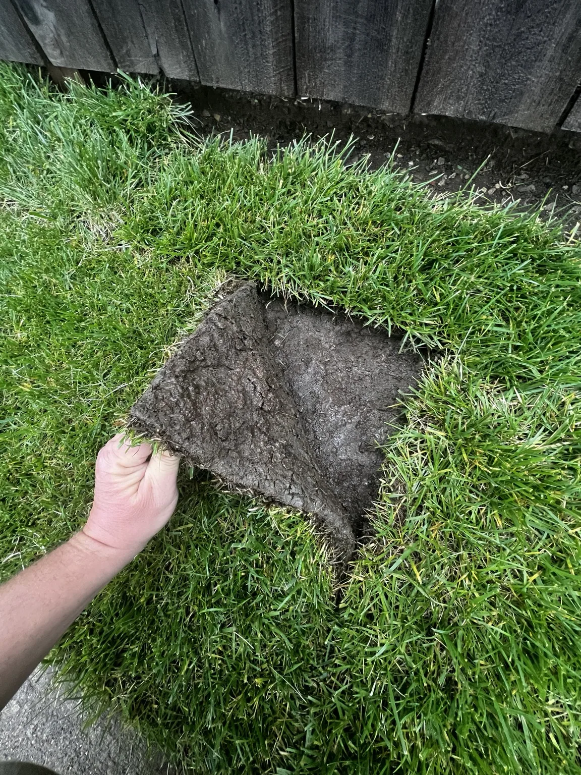 Close view of tall fescue sod and its root layer