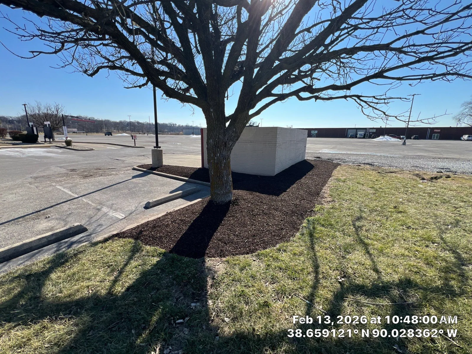 Maintained mulch ring around a shade tree