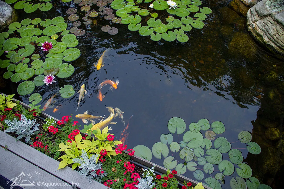 Koi pond with natural stone edges